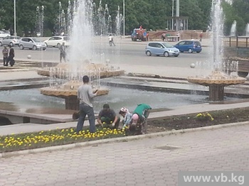 Цветы на площади Ала-Тоо выкопают ради спасения от зрителей концерта