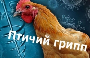 Птичий грипп в России. РК отреагировал запретом, КР – пока нет