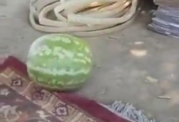 Арбузы из Узбекистана опасны для жизни?