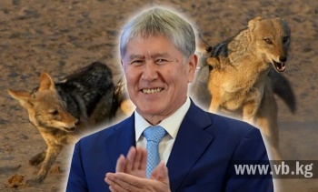 Кененбаева: Чөөлөр деп Атамбаевдин айланасында жүргөндөрдү
айтмакчымын