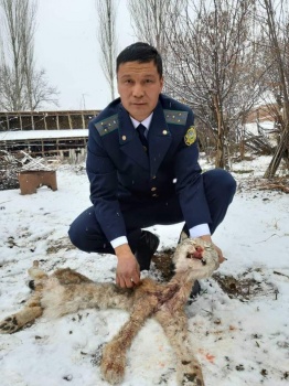 Браконьер убил краснокнижную туркестанскую рысь