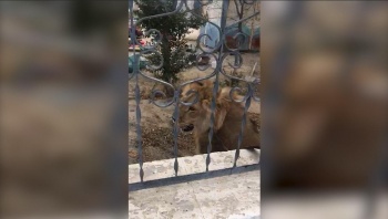 По улицам одного из поселков Казахстана разгуливал лев (видео)