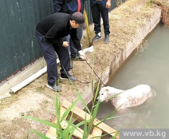 В Бишкеке алабая спасли из водной западни