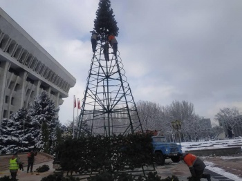 Возле Белого дома появится 15-метровая новогодняя елка