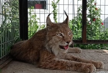 Скончался самец Туркестанской рыси по кличке Кот, болевший пневмонией