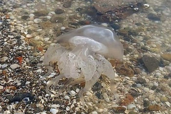Побережье Азовского моря атаковали гигантские медузы