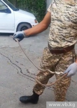 В детском саду Оша спасатели поймали змею