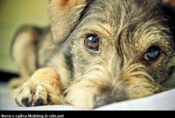 За жестокость к животным в Узбекистане будут лишать свободы