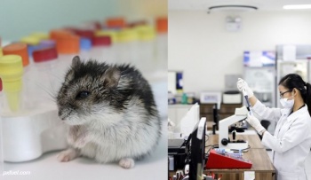 В Гонконге расследуют возможный случай передачи коронавируса от хомяков