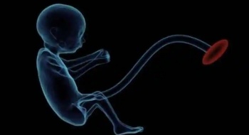 Ученые Китая разработали систему искусственного вынашивания эмбрионов