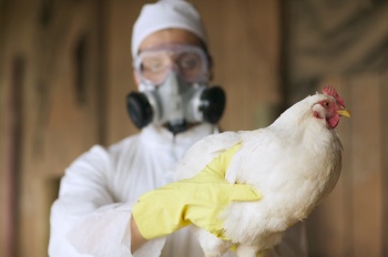 В Китае впервые выявили заражение человека птичьим гриппом H3N8