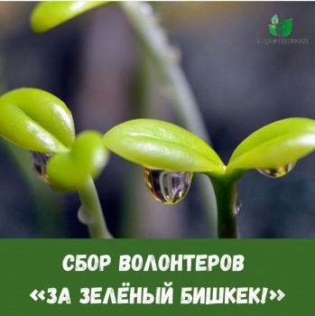 Столичная мэрия ищет волонтёров для проведения инвентаризации деревьев
