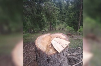 За 5 месяцев выявлено 124 факта нарушения природоохранного законодательства