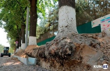 В Ташкенте возбудили уголовное дело об умышленном повреждении деревьев