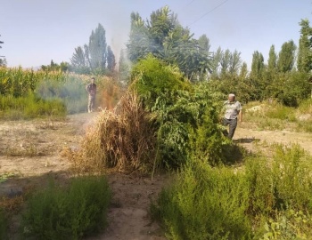 Ала-Букинские пограничники уничтожили около 3 тонн конопли