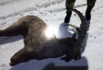 В Ак-Суйском районе задержали браконьера с тушей горного козла
