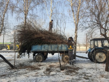 "Бишкекзеленхоз" продолжает усиленный режим работы по уходу за растениями