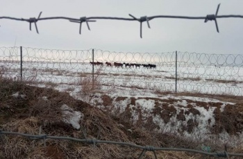 Пограничники Кыргызстана возвратили лошадей из Узбекистана