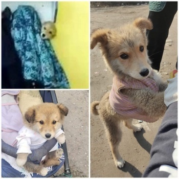 Популярный Кадамжайский щенок обрел любящую хозяйку