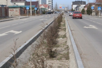 В Бишкеке продолжаются весенние посадки