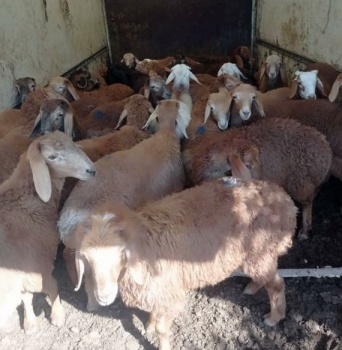 В Кыргызстан пытались нелегально завезти 30 голов овец гиссарской породы