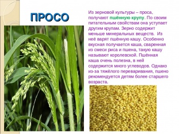 В посольстве Индии в Кыргызстане прошел фестиваль проса