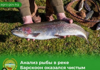 Минсельхоз КР: Анализ рыбы в реке Барскоон оказался чистым