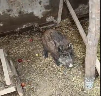 Дикие кабаны вернулись в заповедную зону Джети-Огуза