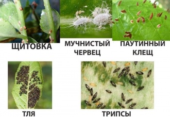 В лаборатории ДХЗКР за полгода проведено 34466 экспертиз