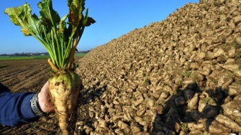 Сахарная свекла должна содержать не менее  14% сахара, иначе штраф.