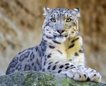 Фото: © Tambako the Jaguar 