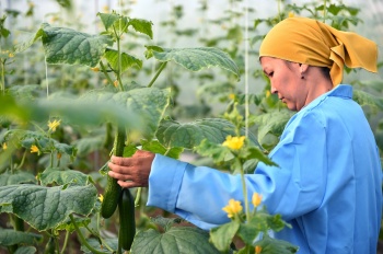 Иссык-кульскую и Нарынскую область переведут на органическое земледелие