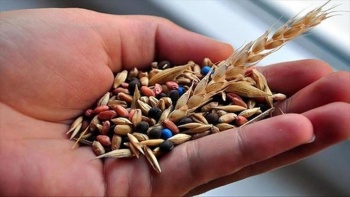 Фермеры Кыргызстана могут покупать семена на льготных условиях