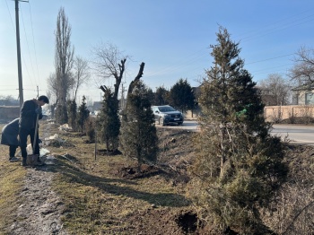 В Бишкеке  высадили 250 хвойных деревьев
