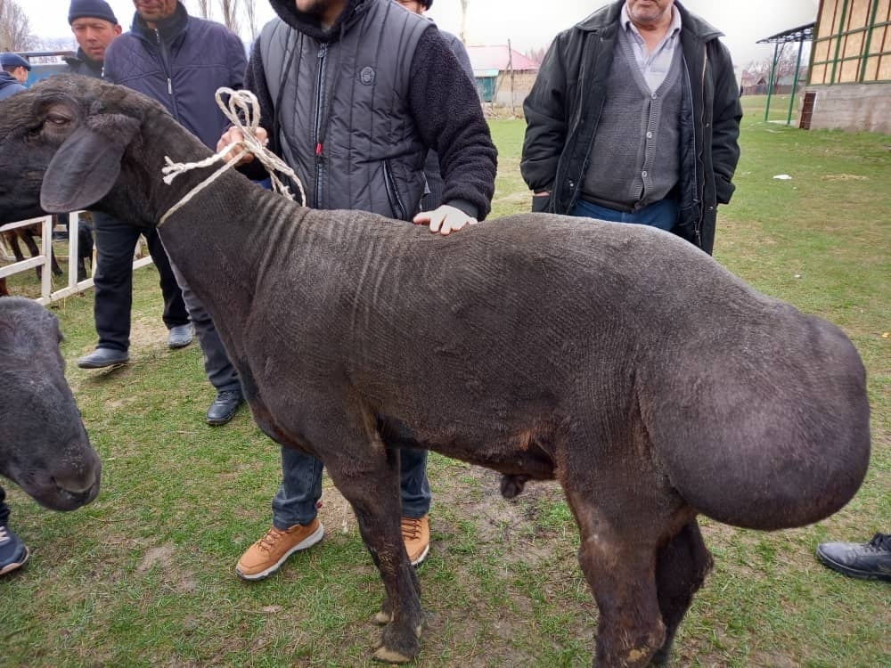 Орыс анам сиқырды сорады